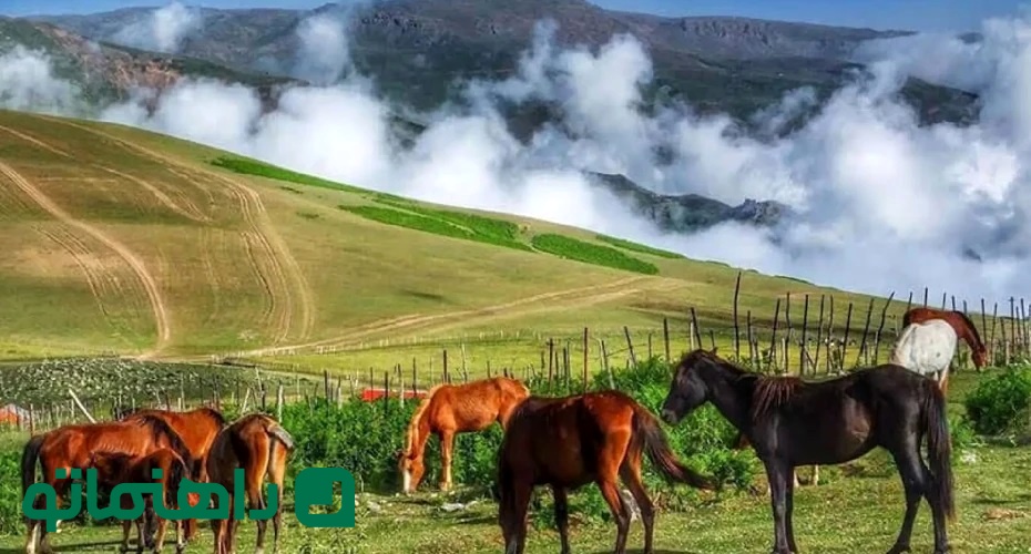 جنگل ابرهای