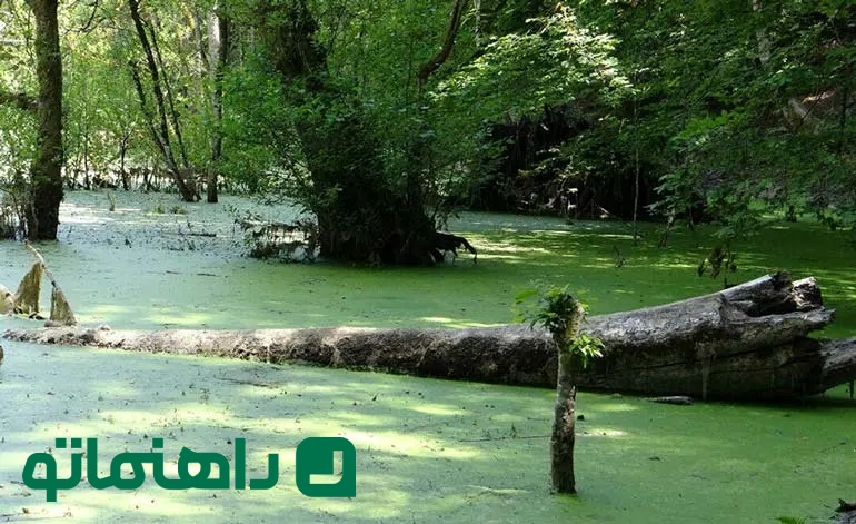 Alaedin-Travel-Agency-Attraction-Kelardasht-Mazychal-Summer-Resort-1-