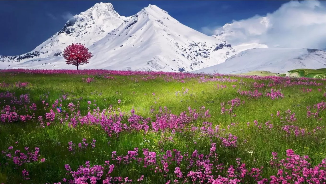 آیا می توانید پروانه را در این دشت زیبا پیدا کنید؟