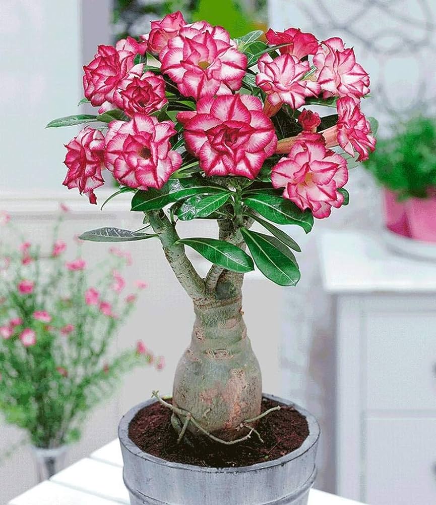 رز صحرایی