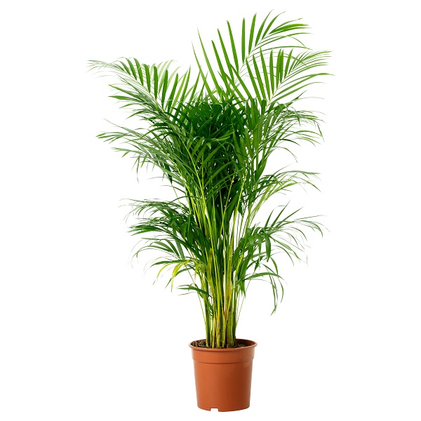 اریکا