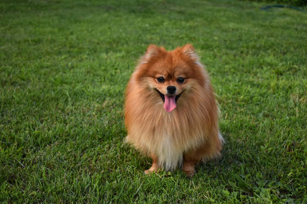 Pygmy Spitz