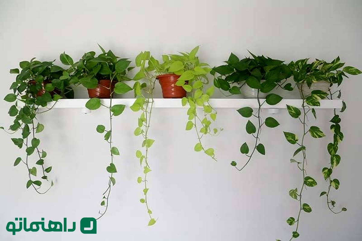 گیاهانی که به فروردینیها شجاعت میبخشند!