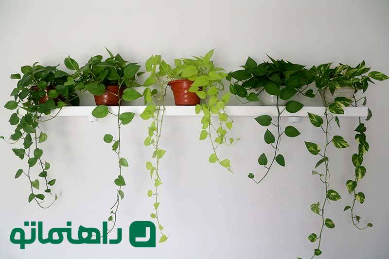 گیاهانی که به فروردینی‌ها شجاعت می‌بخشند!