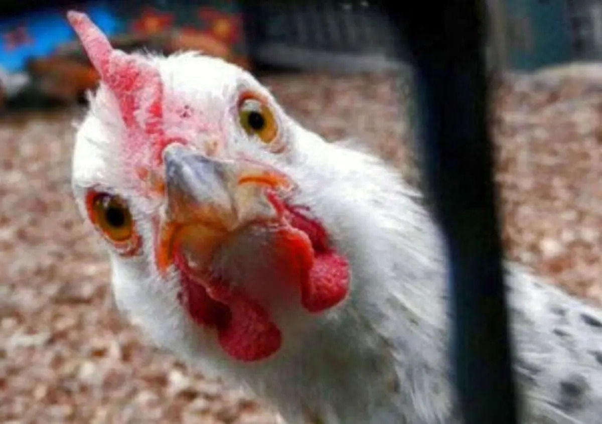 
قیمت گوشت مرغ، امروز پنجشنبه ۲۵ بهمن ۱۴۰۳
