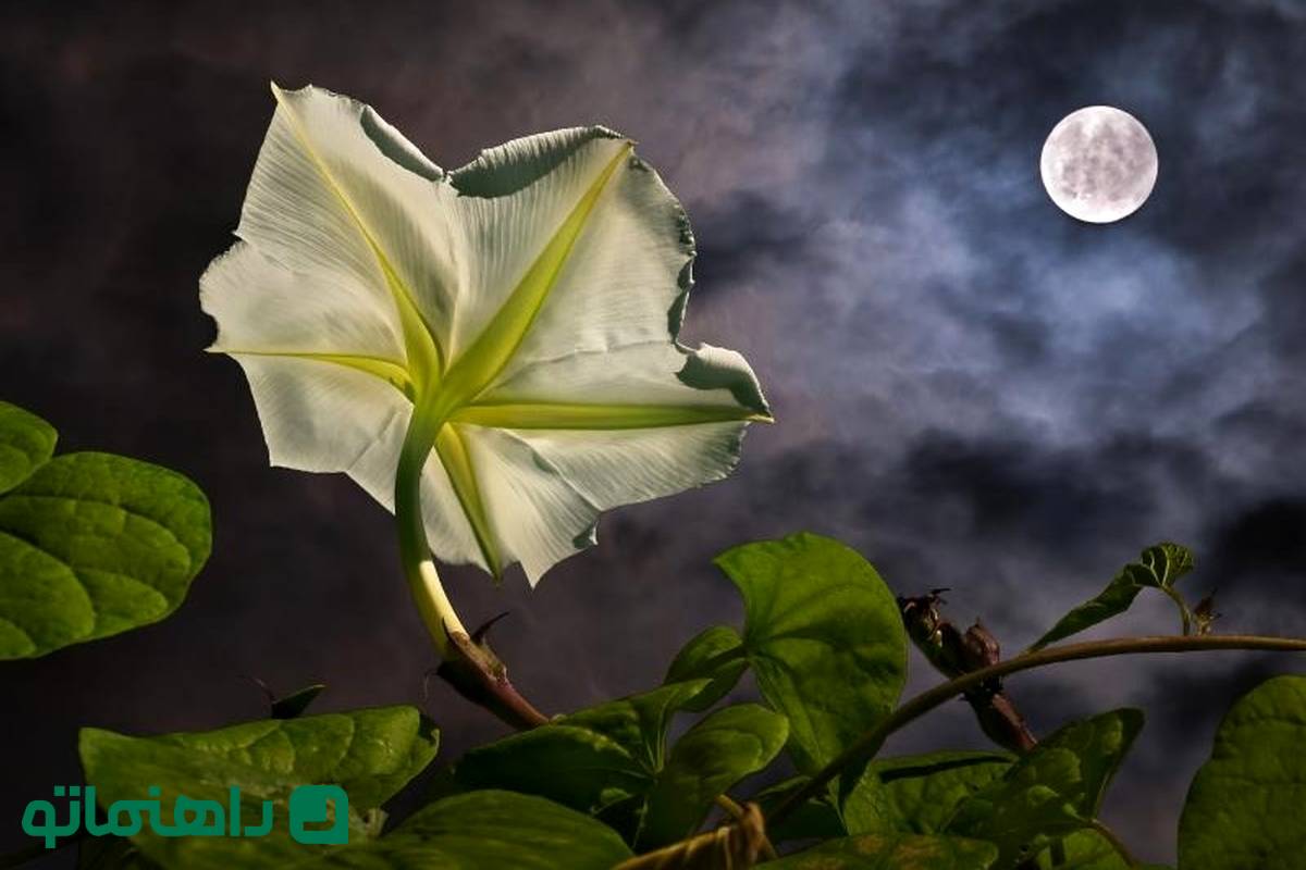 گل هایی که شب باز می شوند ؛ آرامش شبانه در خانه