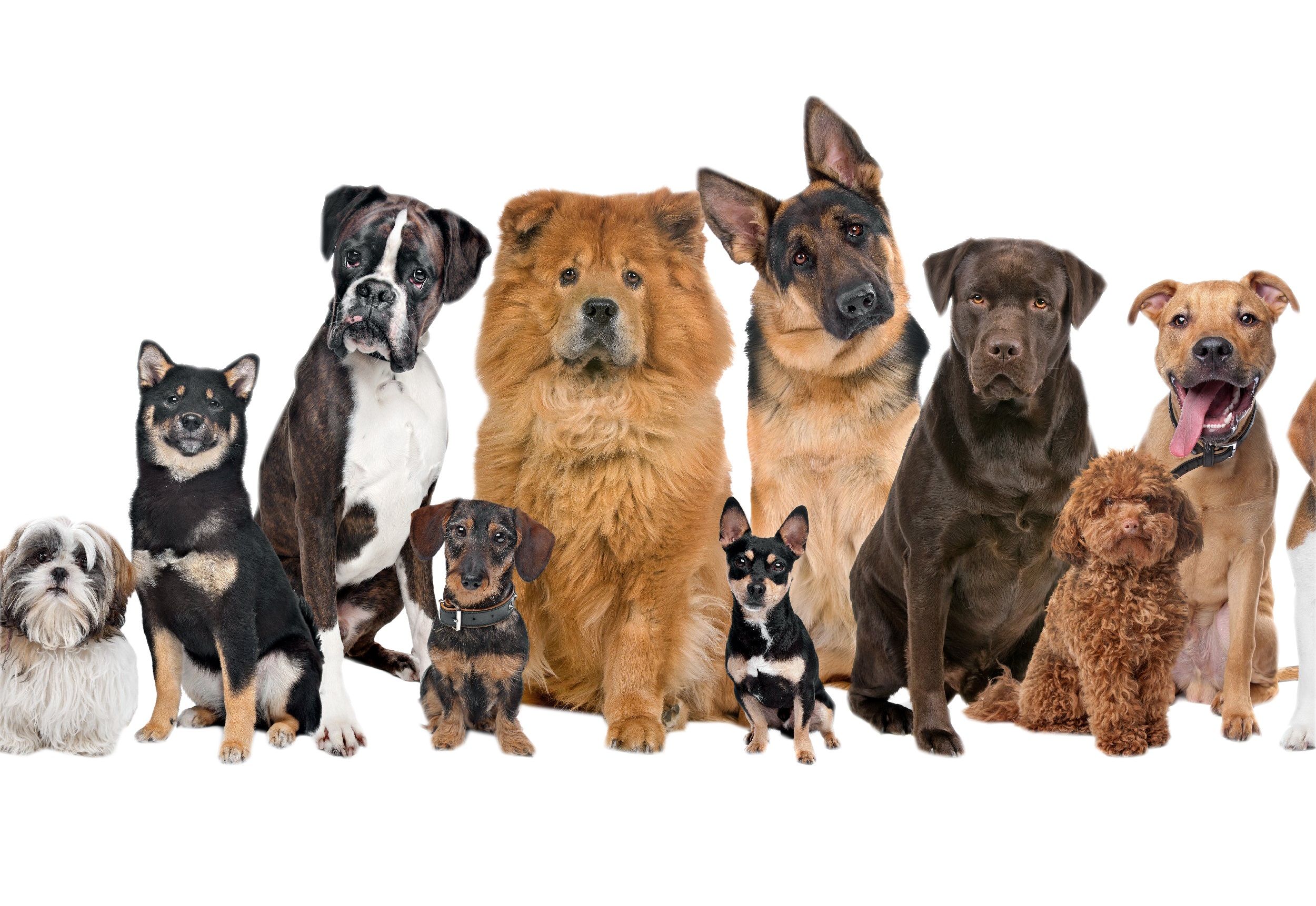 ۵ نژاد سگ باهوش که به راحتی تربیت می‌شوند (راهنمای کامل)