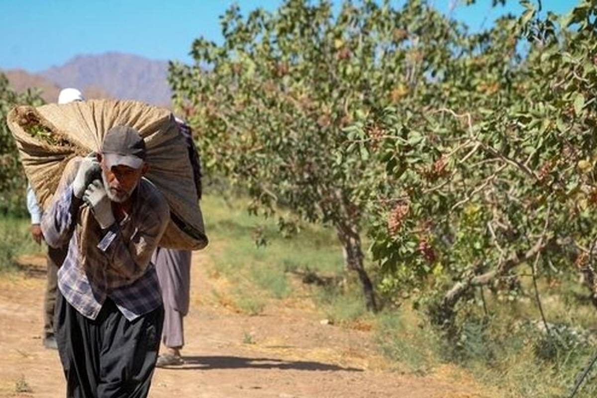 طلای سبز ایران؛ جواهری در باتلاق مشکلات