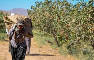 طلای سبز ایران؛ جواهری در باتلاق مشکلات
