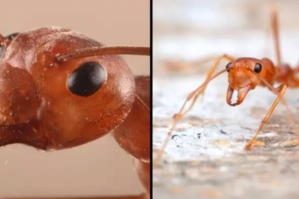 حمله وحشتناک موریانهها به خانهای در حومه نیواورلئان + ویدئو