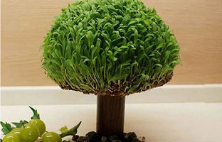 آموزش گام به گام کاشت سبزه توپی با اسفنج