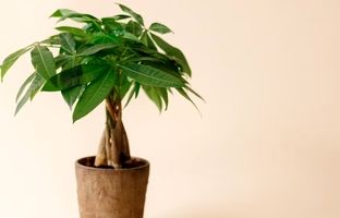 گیاه پاچیرا چگونه گیاهی است ؛ درخت پول در خانه شما