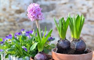 با گلها به استقبال عید بروید؛ ۱۰ گل رنگارنگ برای کاشت در اسفند