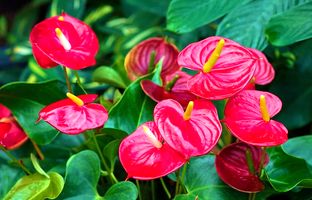 عشق را در گلدان بکارید؛ 7 گیاه آپارتمانی که نماد عشق و محبت اند!