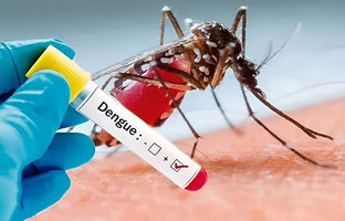 افزایش مبتلایان تب دنگی در کشور/ این ۲ منطقه آلوده‌ترند