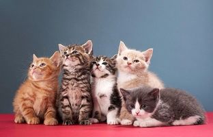 همکاری بی‌نظیر گربه‌ها برای سرقت از یخچال + ویدئو