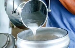 ویروس آنفلوانزا در شیر غیر پاستوریزه زنده می‌ماند