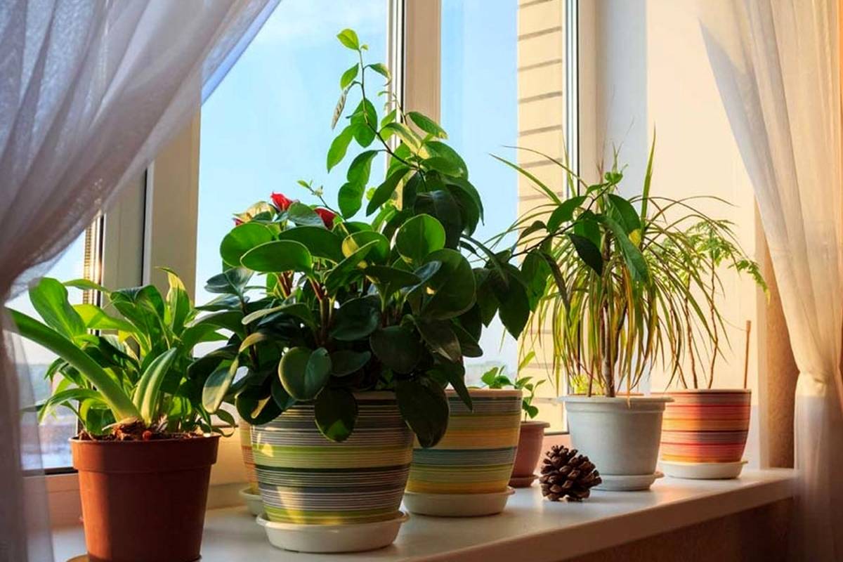 بهترین گیاهان آپارتمانی اکسیژنساز در فصل پاییز؛ هوای همیشه پاک پاییزی در خانه