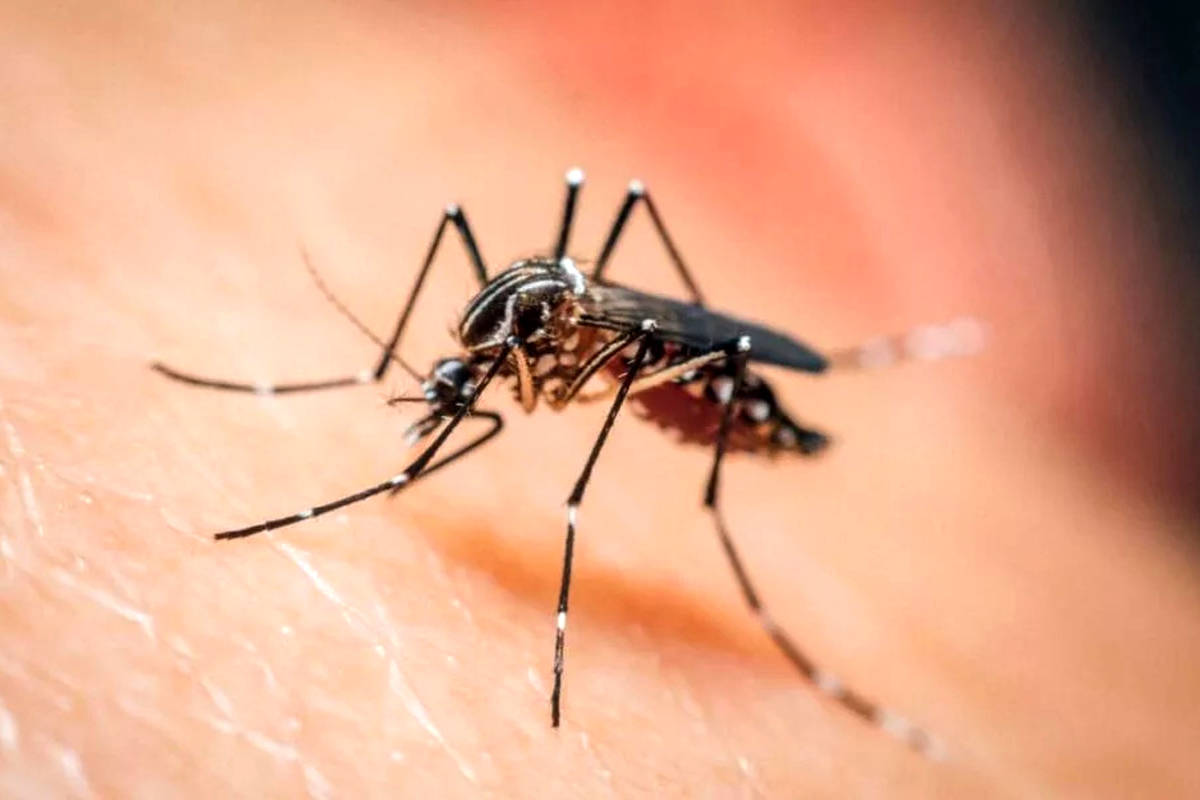 دستاورد بزرگ محققان: کشف دارویی که خون انسان را برای پشه مالاریا کشنده می‌کند