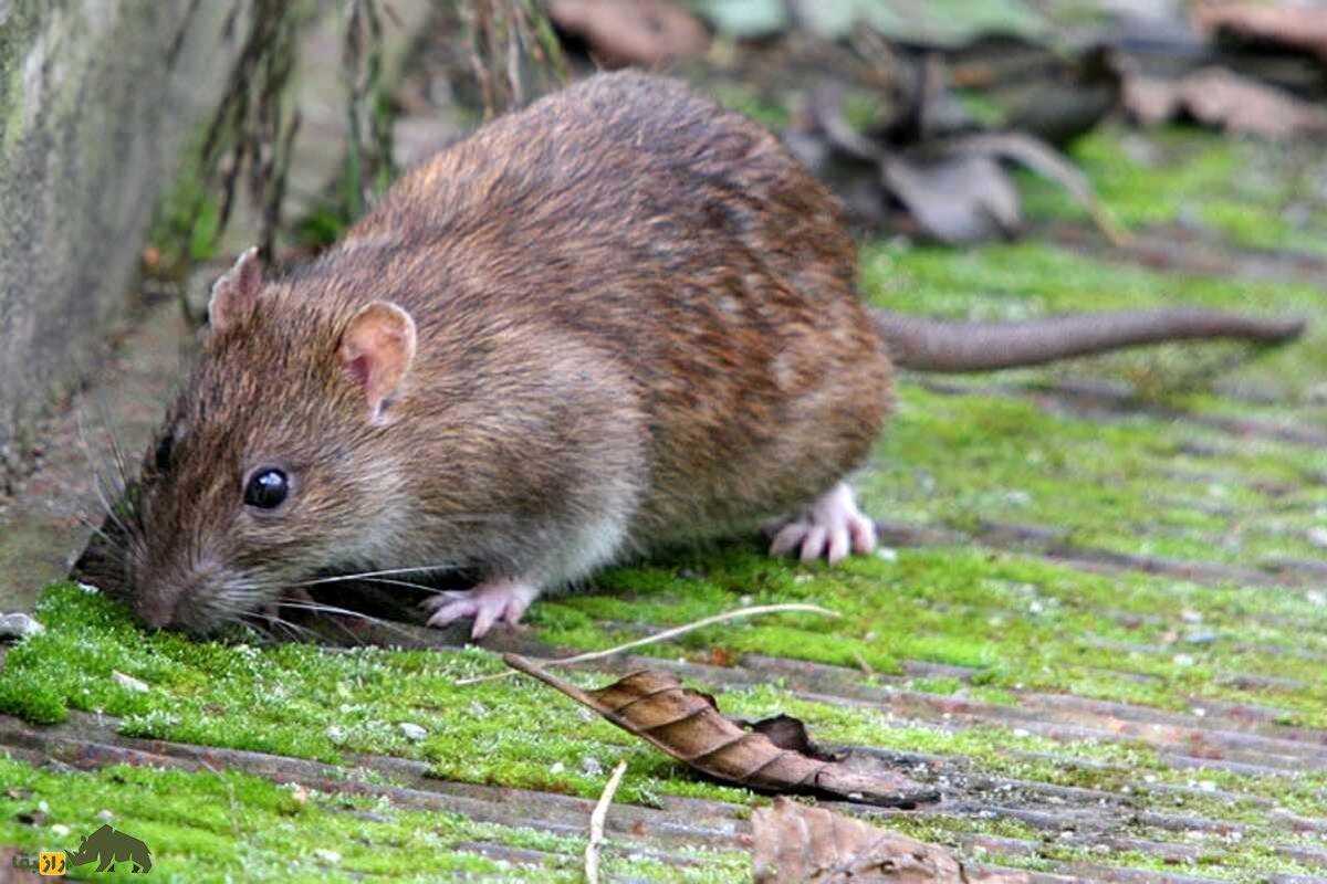 چرا به موش‌های تهران موش نروژی می‌گویند؟