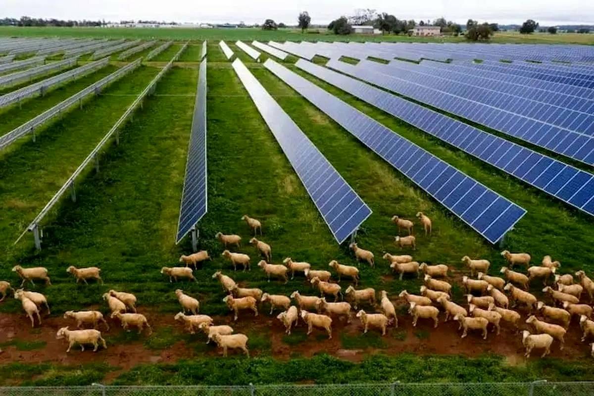 چرای گوسفندان میتواند به تولید انرژی پاک کمک کند؟
