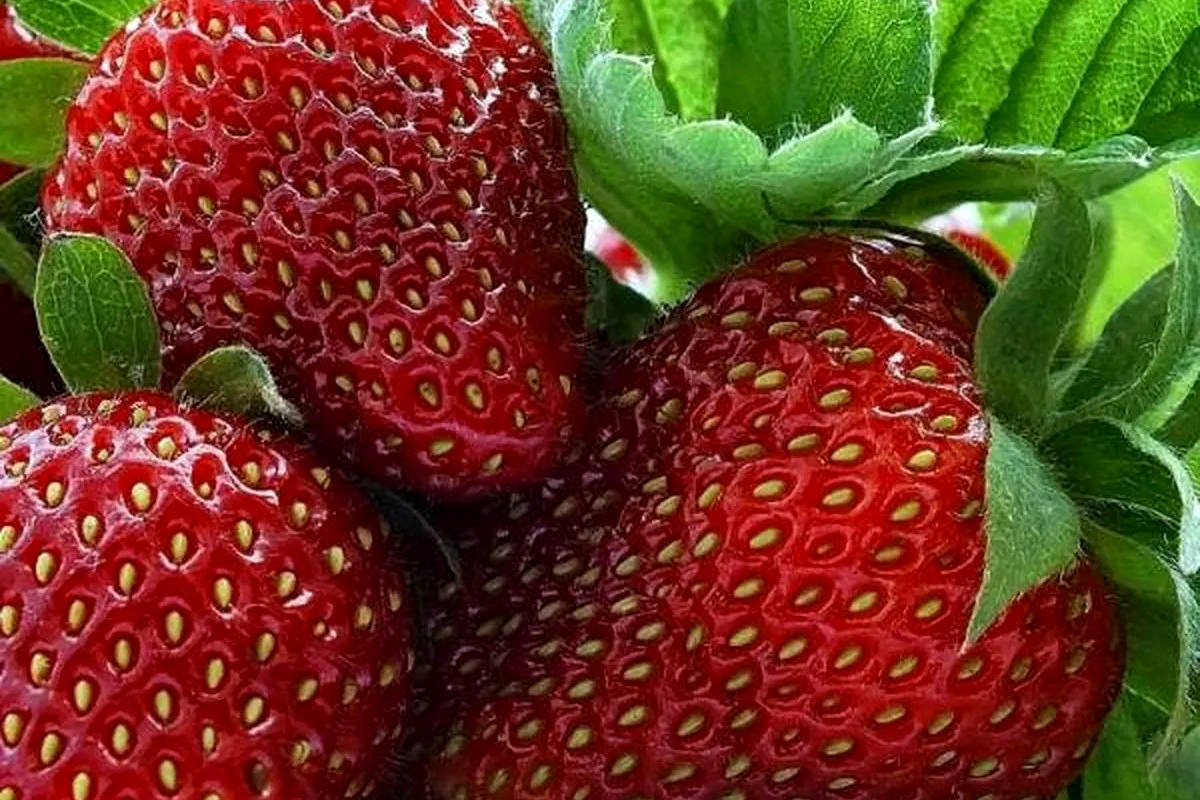 هر روز 1 تا 4 فنجان توت فرنگی بخورید