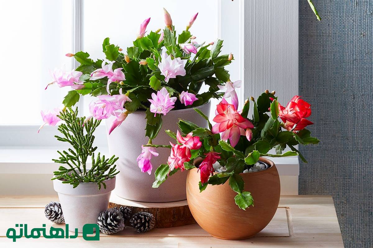 ۶ کاکتوس شیک که دکور منزلتان را متحول می‌کنند
