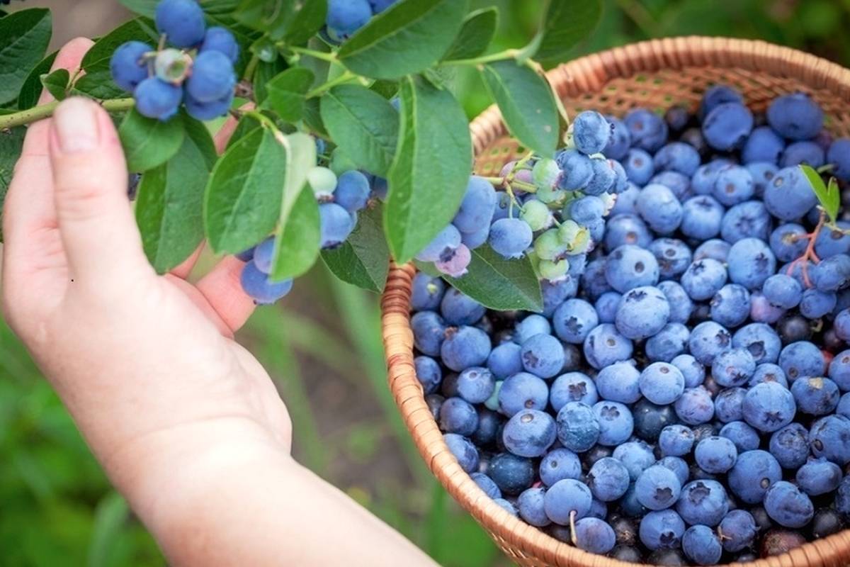 تا حالا مزرعه بلوبری در ایران دیده‌اید؟/ تصاویری جالب از اولین مزرعه بلوبری در ساری