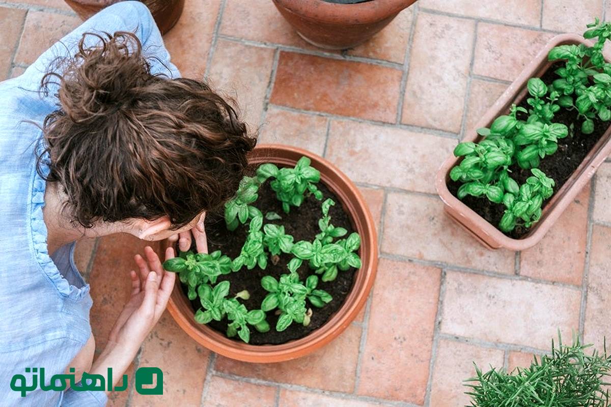 راهنمای کامل نگهداری از ریحان در گلدان برای زمستان + فواید ریحان