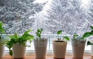 ۷ راهکار هوشمندانه برای گرم نگه داشتن گیاهان آپارتمانی در زمستان