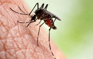  مالاریا تا چه مدت می‌تواند در بدن باقی بماند؟ 