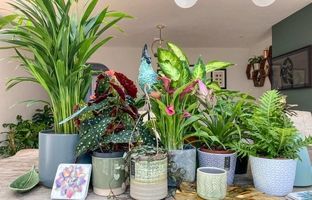 راز نگهداری انواع گیاهان آپارتمانی به روش حرفه ای ها 