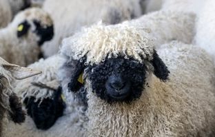 دیدار احساسی یک زن با گوسفندانش پس از آتش‌سوزی‌های کالیفرنیا + ویدئو