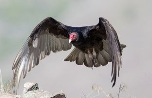 وقتی لاشخورها خودشان طعمه شیر ماده می‌شوند! +ویدئو