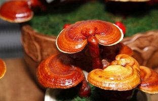 قارچ جان‌افزا می‌تواند جایگزین انسولین و داروهای کاهنده قند خون شود؟