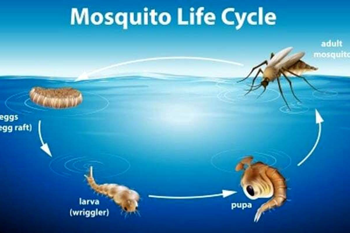 (ویدئو) الگوی جالب تخم گذاری پشه ماده