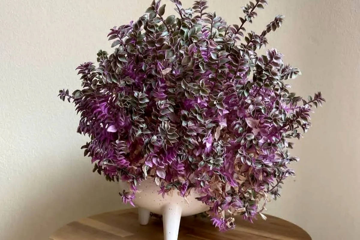 راهنمای کامل کاشت و مراقبت از گیاه کالیسیا