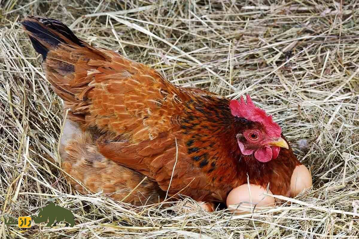 ایزا براون؛ مرغی که هیچگاه مریض نمیشود و رکورددار تخمگذاری در جهان است!