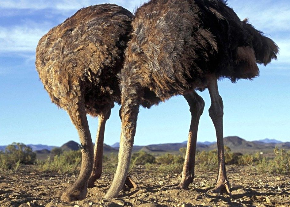 آیا شترمرغ‌ها واقعاً سرشان را در ماسه فرو می‌کنند؟