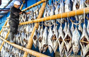 (ویدئو) عملیات دیدنی فرآوی ماهی تن دودی سنتی با روشی باستانی در ژاپن