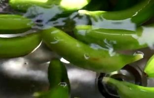 فرآیند کاشت، پرورش و برداشت موز متفاوت ژاپنی + ویدئو