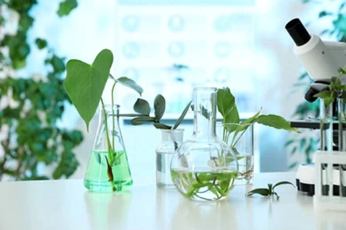 از دست رفتن گیاهان دارویی میتواند به یک بحران جهانی تبدیل شود