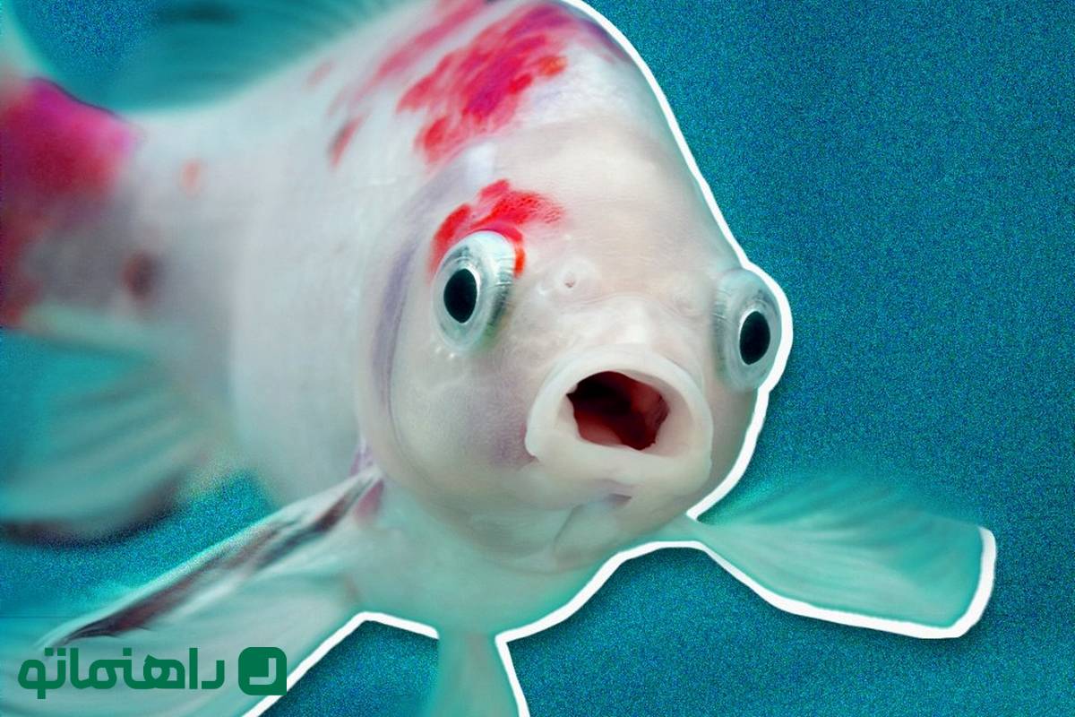 ارتباط غیرکلامی چیست؟ حرفهایی که ناخواسته دردسرساز میشوند!