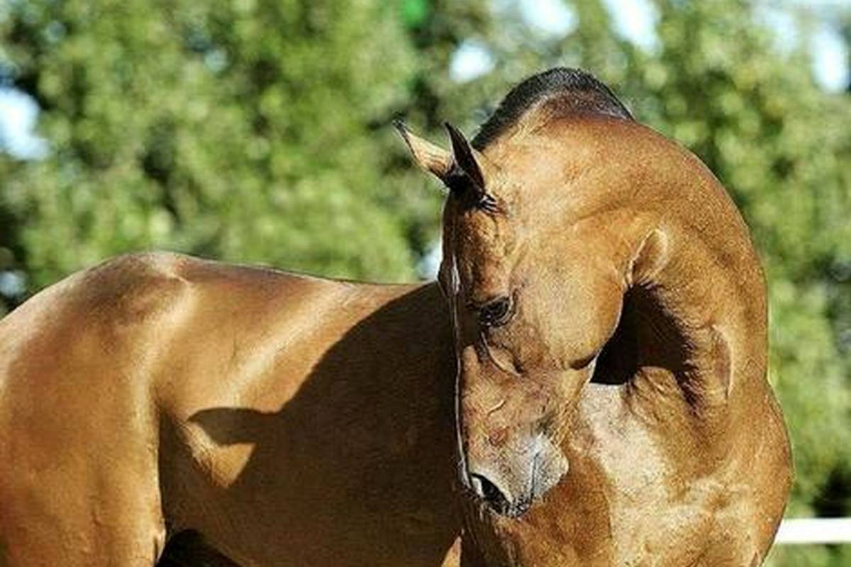 اسب یومود؛ قدرتمندترین اسب دنیا که ۸۰۰ کیلومتر را در ۷ روز طی میکند! + عکس