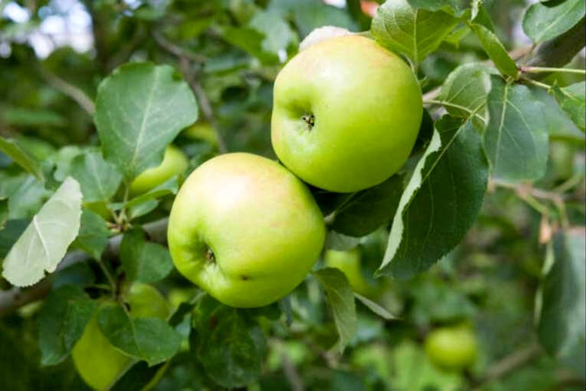 کدام نوع سیب برای دیابتی‌ها مناسب‌تر است؟