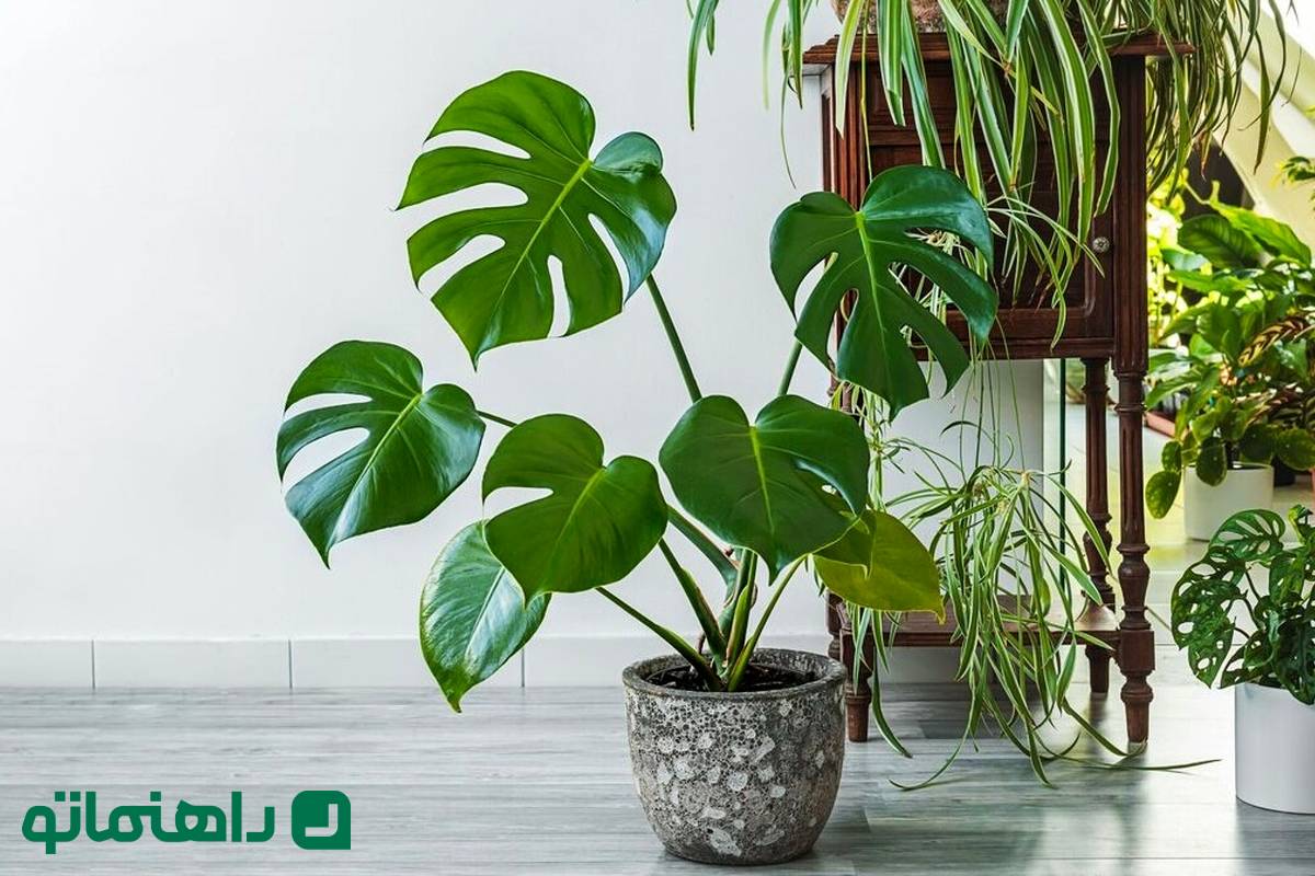 اگر از استرس و بی‌خوابی خسته شده‌اید، این گیاهان را در خانه نگه دارید!