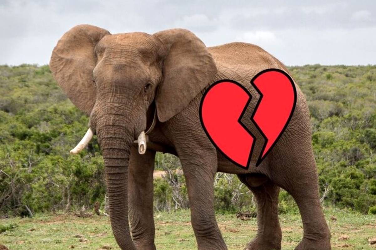 هدیه متفاوت روز ولنتاین برای کسانی که از همسر یا نامزدشان عصبانی هستند!