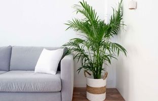 ۸ درختچه زینتی آپارتمانی برای خلق فضایی لوکس در پذیرایی