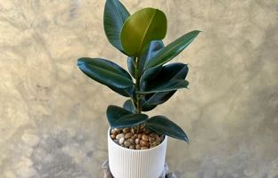 همه چیز در مورد گیاه فیکوس جنگلی