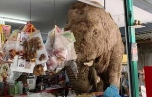 فیل غول‌پیکر مهمان ناخوانده فروشگاه مواد غذایی + ویدئو